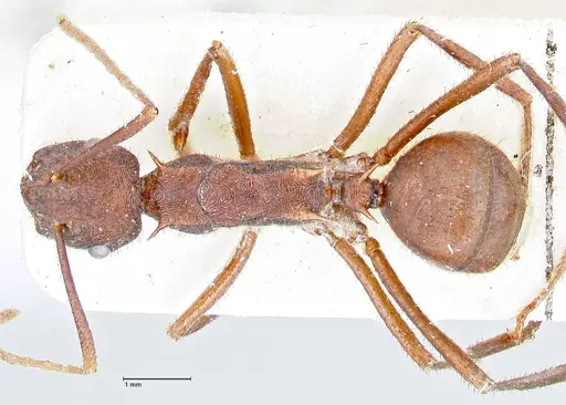 Polyrhachis hirta - FOCOL2662