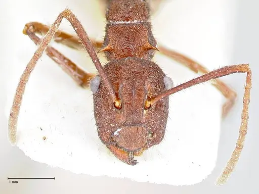 Polyrhachis hirta - FOCOL2662