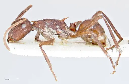 Polyrhachis hirta - FOCOL2662