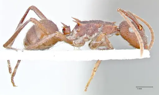 Polyrhachis hirta - FOCOL2662