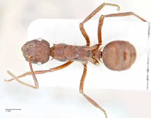 Polyrhachis hirta - FOCOL2663