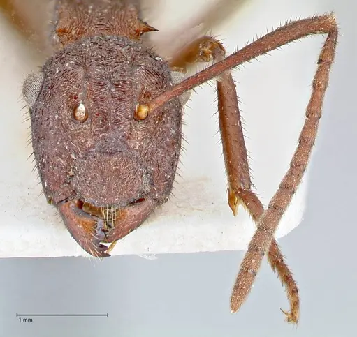 Polyrhachis hirta - FOCOL2663