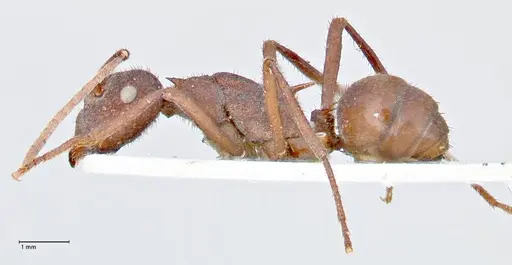 Polyrhachis hirta - FOCOL2663