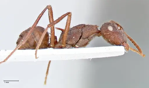 Polyrhachis hirta - FOCOL2663