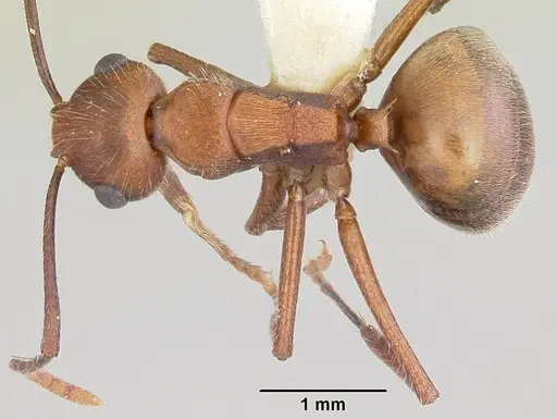 Polyrhachis hispida specimen