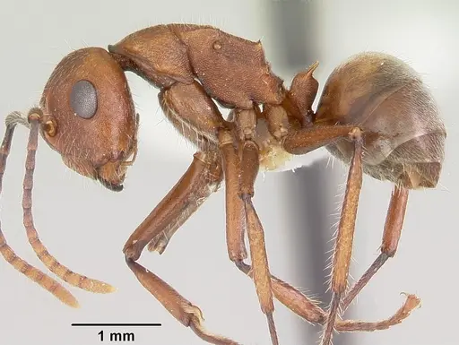 Polyrhachis hispida specimen