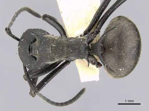 Polyrhachis hodgsoni specimen