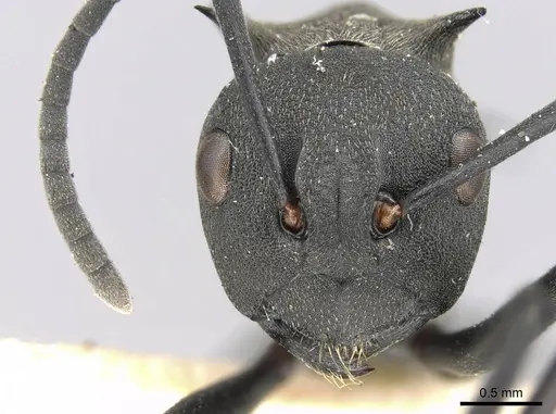 Polyrhachis hodgsoni specimen