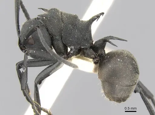 Polyrhachis hodgsoni specimen