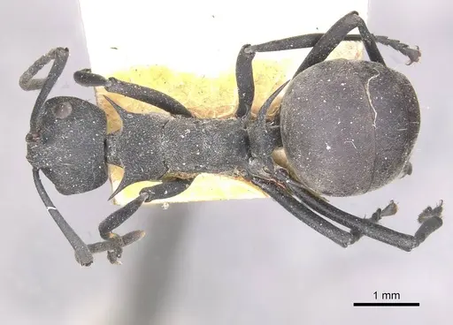 Polyrhachis hodgsoni - CASENT0910890