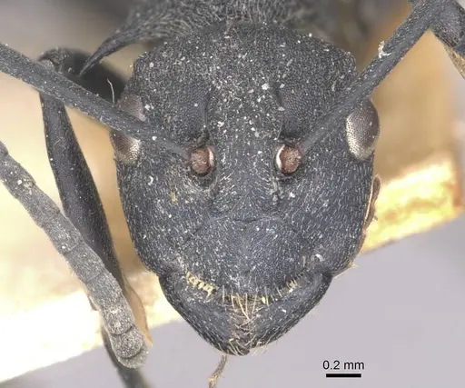 Polyrhachis hodgsoni - CASENT0910890