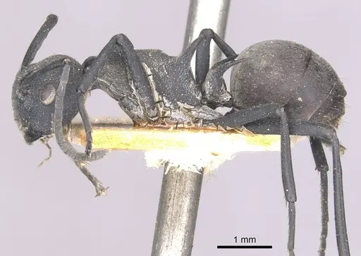 Polyrhachis hodgsoni - CASENT0910890