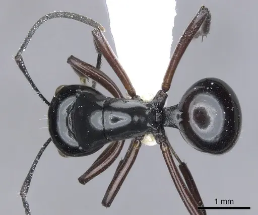 Polyrhachis hoelldobleri specimen