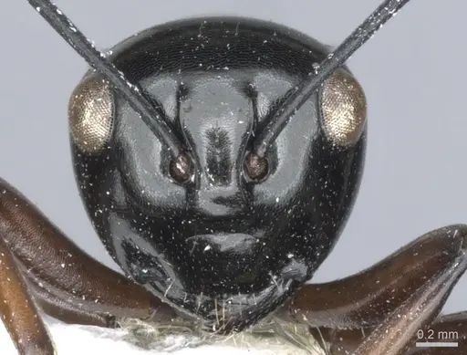 Polyrhachis hoelldobleri specimen