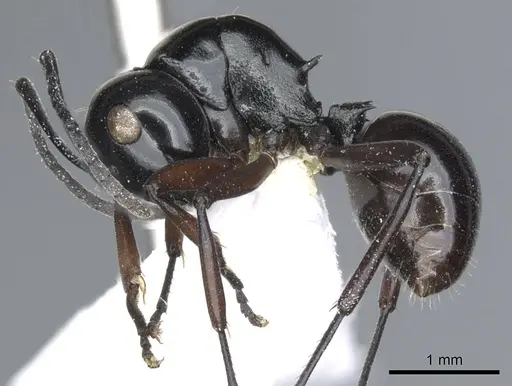 Polyrhachis hoelldobleri specimen