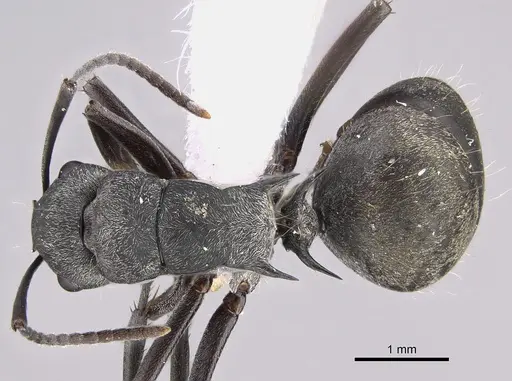 Polyrhachis hoffmanni specimen