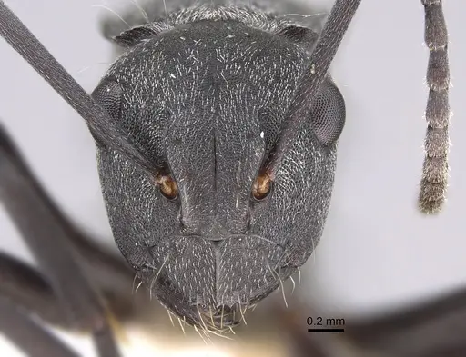 Polyrhachis hoffmanni specimen