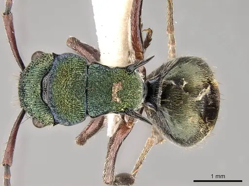 Polyrhachis hookeri specimen