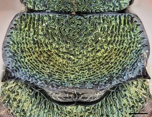 Polyrhachis hookeri specimen