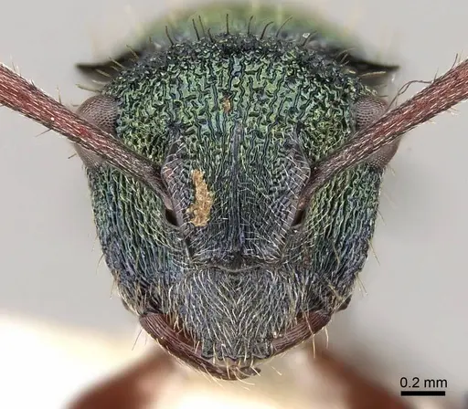 Polyrhachis hookeri specimen