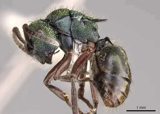 Polyrhachis hookeri - CASENT0281424