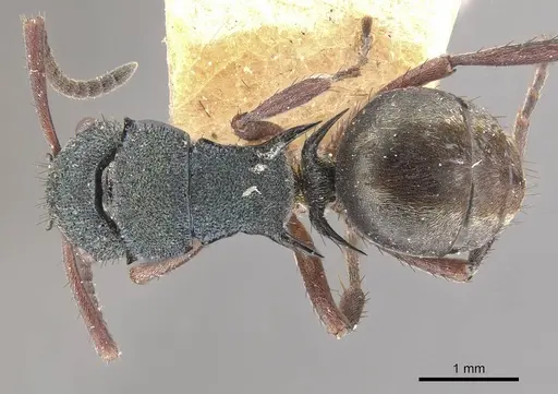 Polyrhachis hookeri - CASENT0910828