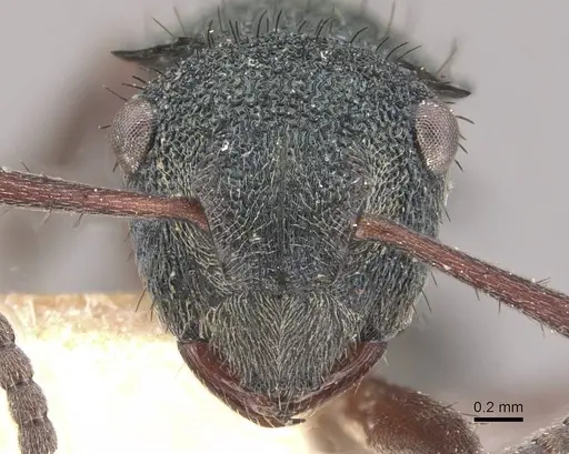 Polyrhachis hookeri - CASENT0910828