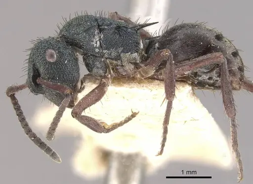 Polyrhachis hookeri - CASENT0910828