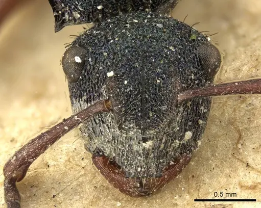 Polyrhachis hookeri - CASENT0915615