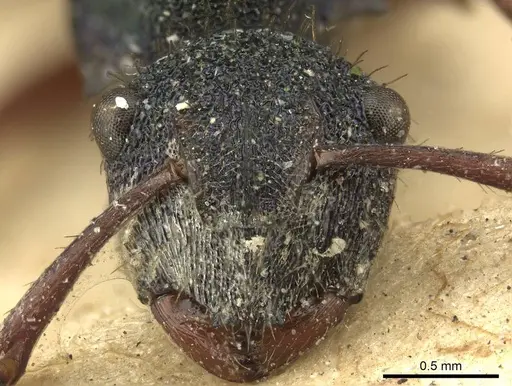 Polyrhachis hookeri - CASENT0915615