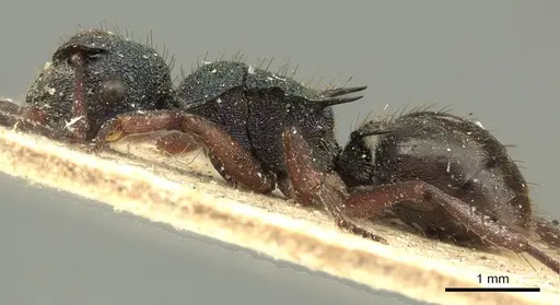 Polyrhachis hookeri - CASENT0915615