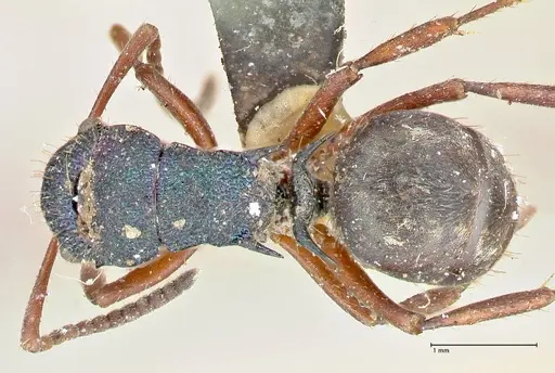 Polyrhachis hookeri - FOCOL2597