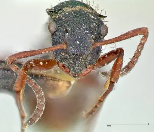 Polyrhachis hookeri - FOCOL2597