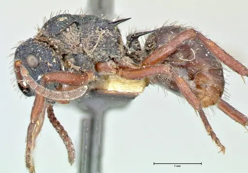 Polyrhachis hookeri - FOCOL2597
