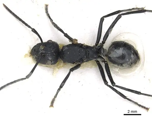 Polyrhachis horacei specimen