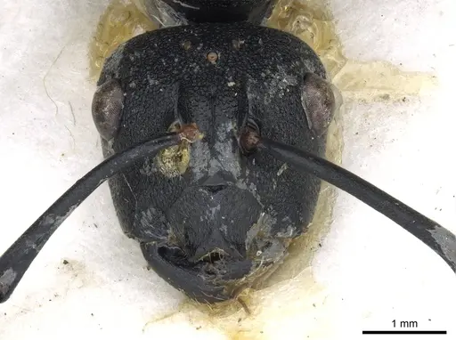 Polyrhachis horacei specimen