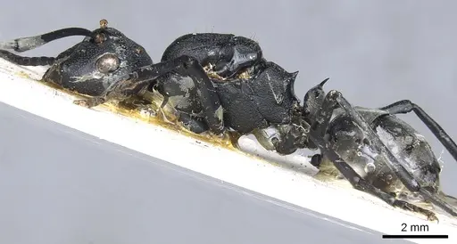 Polyrhachis horacei specimen