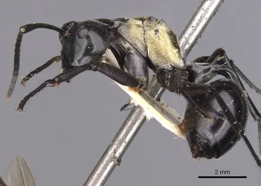 Polyrhachis horni specimen