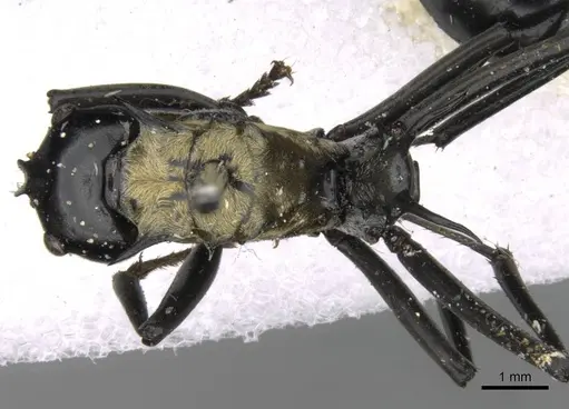 Polyrhachis horni - CASENT0906807