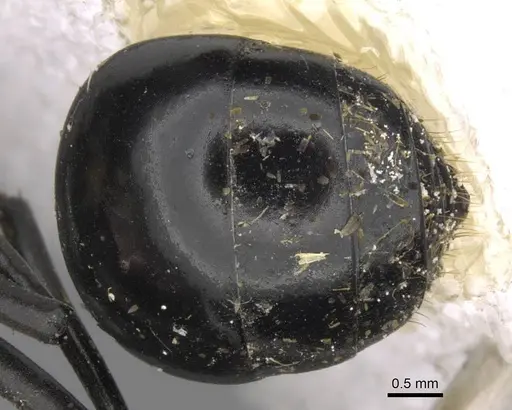 Polyrhachis horni - CASENT0906807