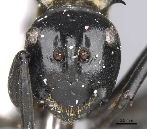 Polyrhachis horni - CASENT0906807