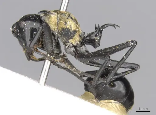 Polyrhachis horni - CASENT0906807