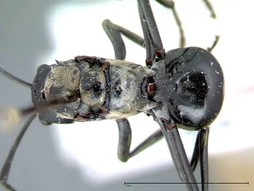Polyrhachis horni - FOCOL0086