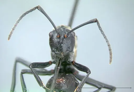 Polyrhachis horni - FOCOL0086