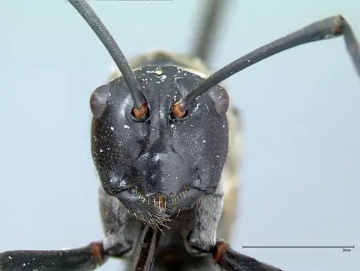 Polyrhachis horni - FOCOL0086