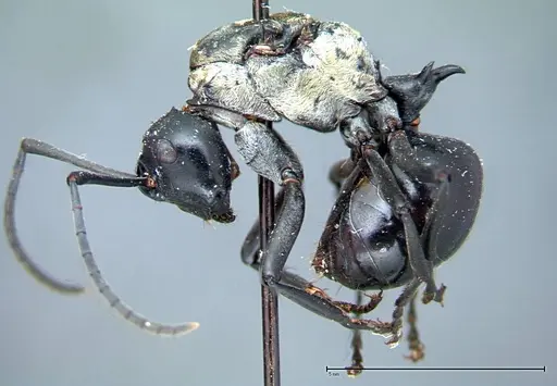 Polyrhachis horni - FOCOL0086