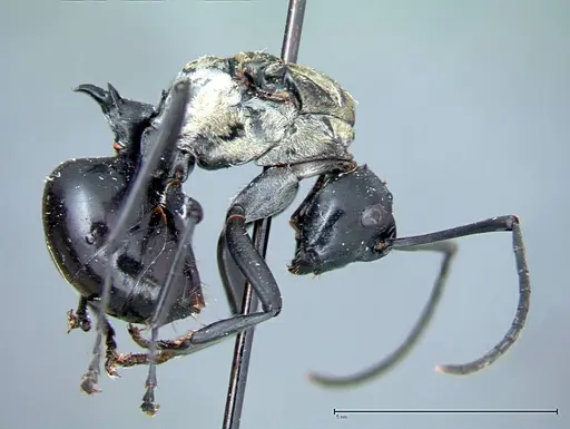 Polyrhachis horni - FOCOL0086