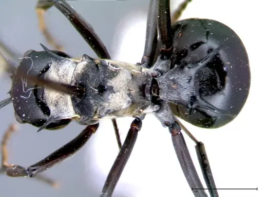 Polyrhachis horni - FOCOL0087