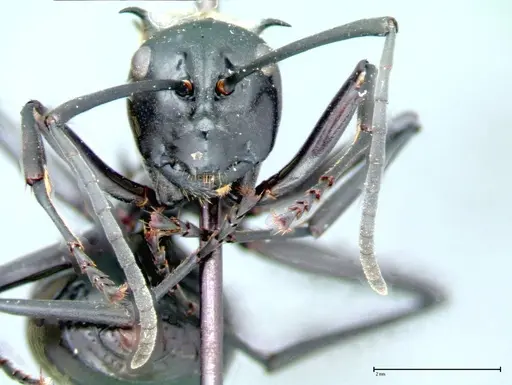 Polyrhachis horni - FOCOL0087