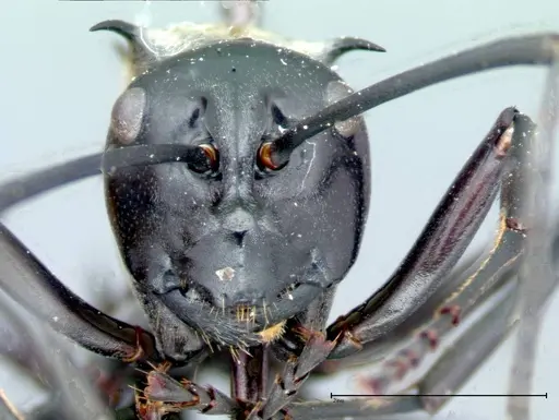 Polyrhachis horni - FOCOL0087